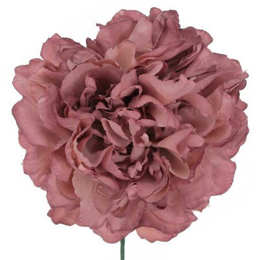 PEONIA GIGANTE TEÑIDA